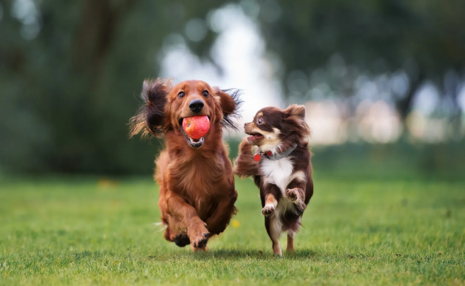 Two dogs running in field with ball